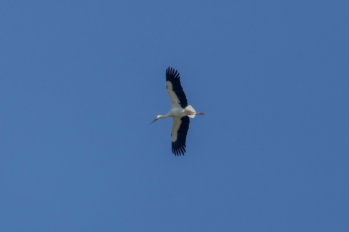 svartnebbstork - ML647270623