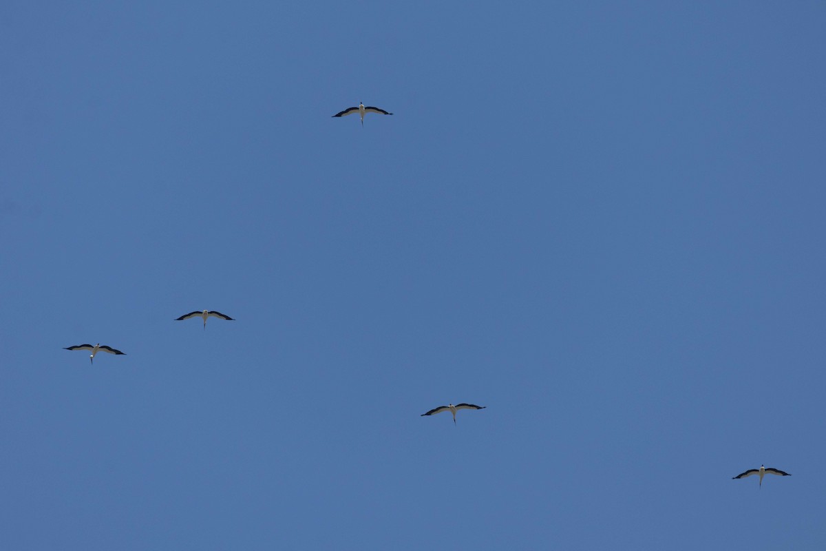 svartnebbstork - ML647270626