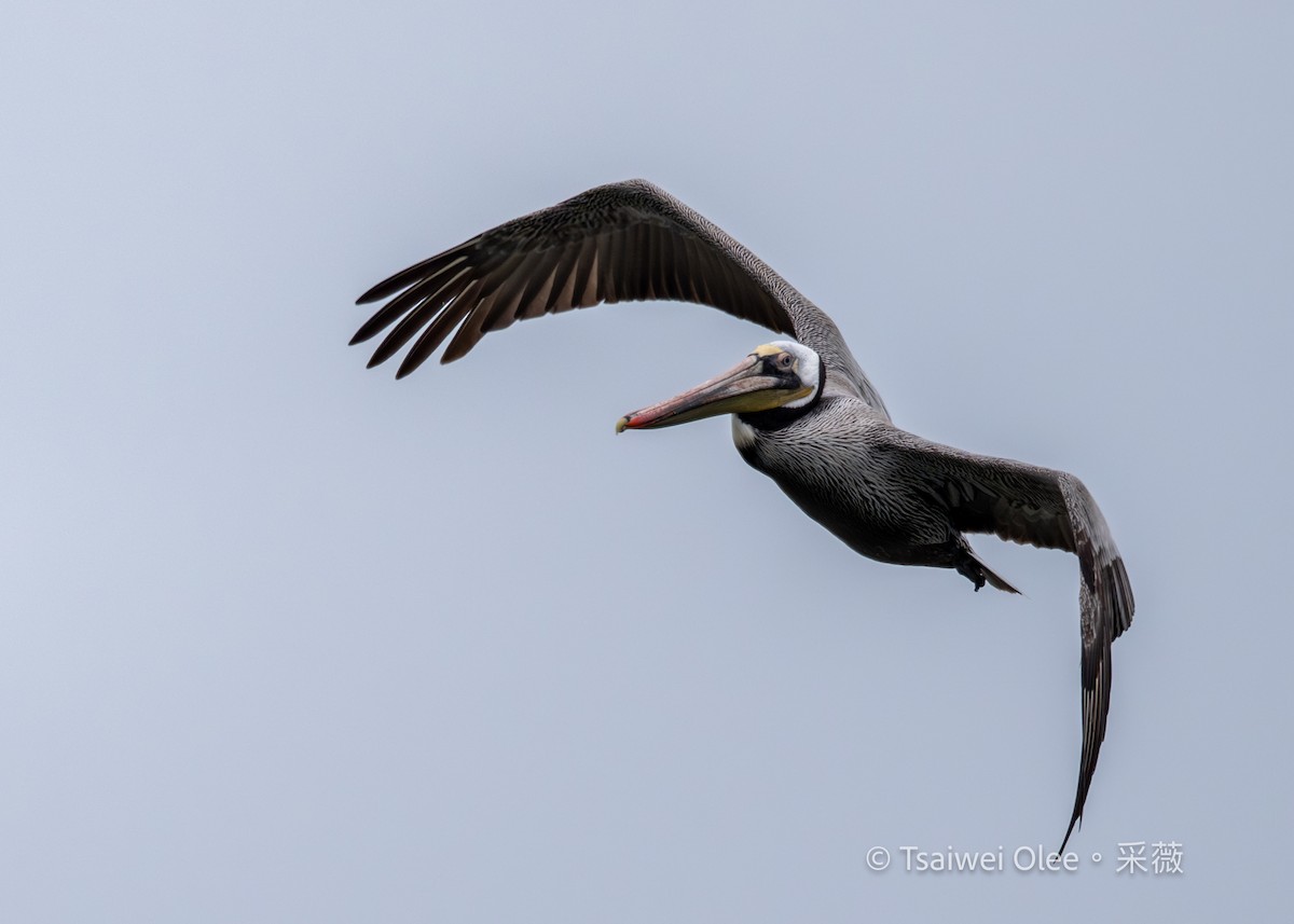 Pelikano arrea - ML647270627