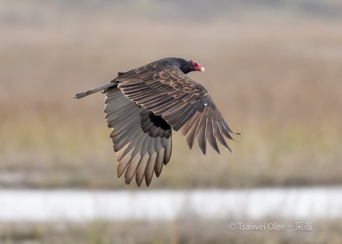 Zopilote indioilarra - ML647270634