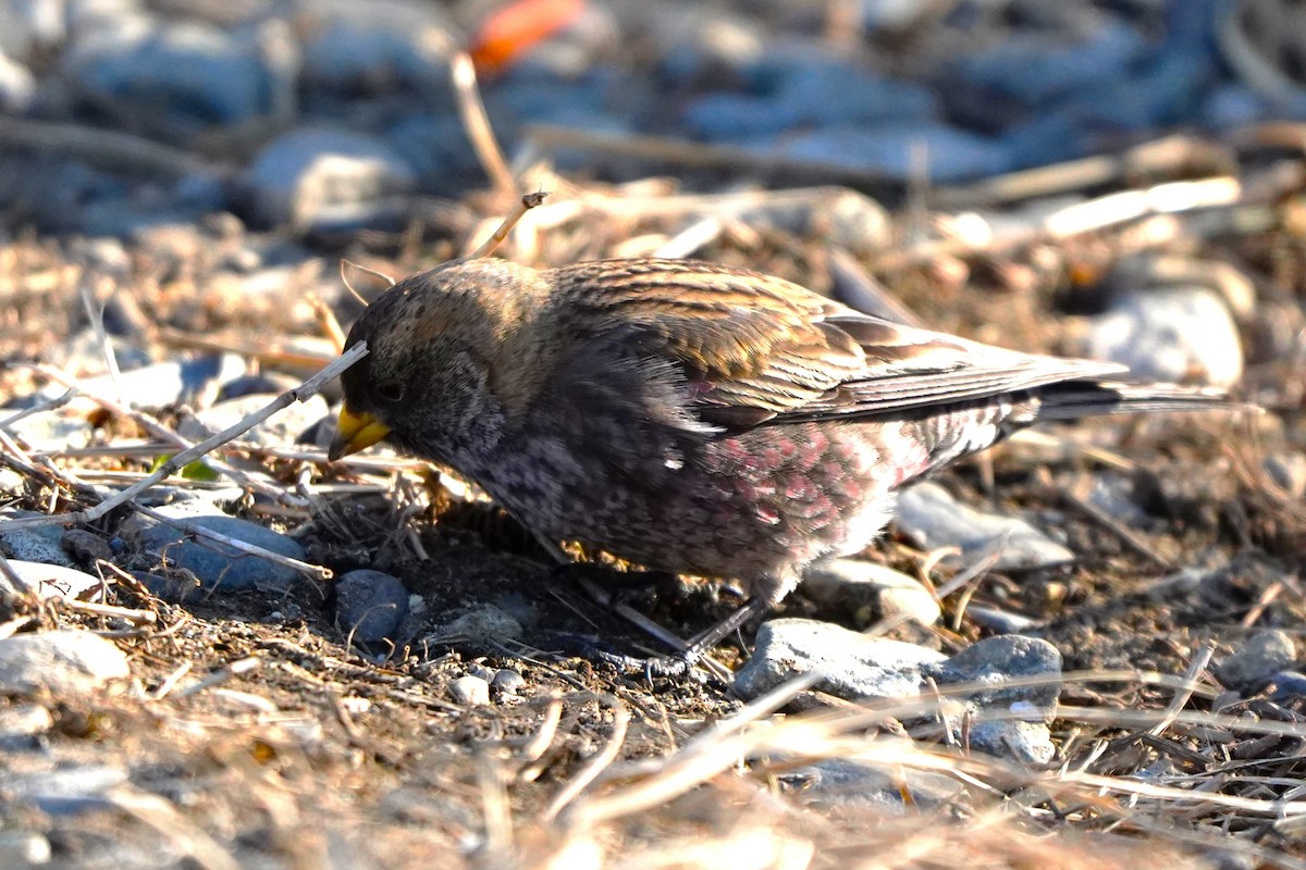 Asian Rosy-Finch - ML647270640