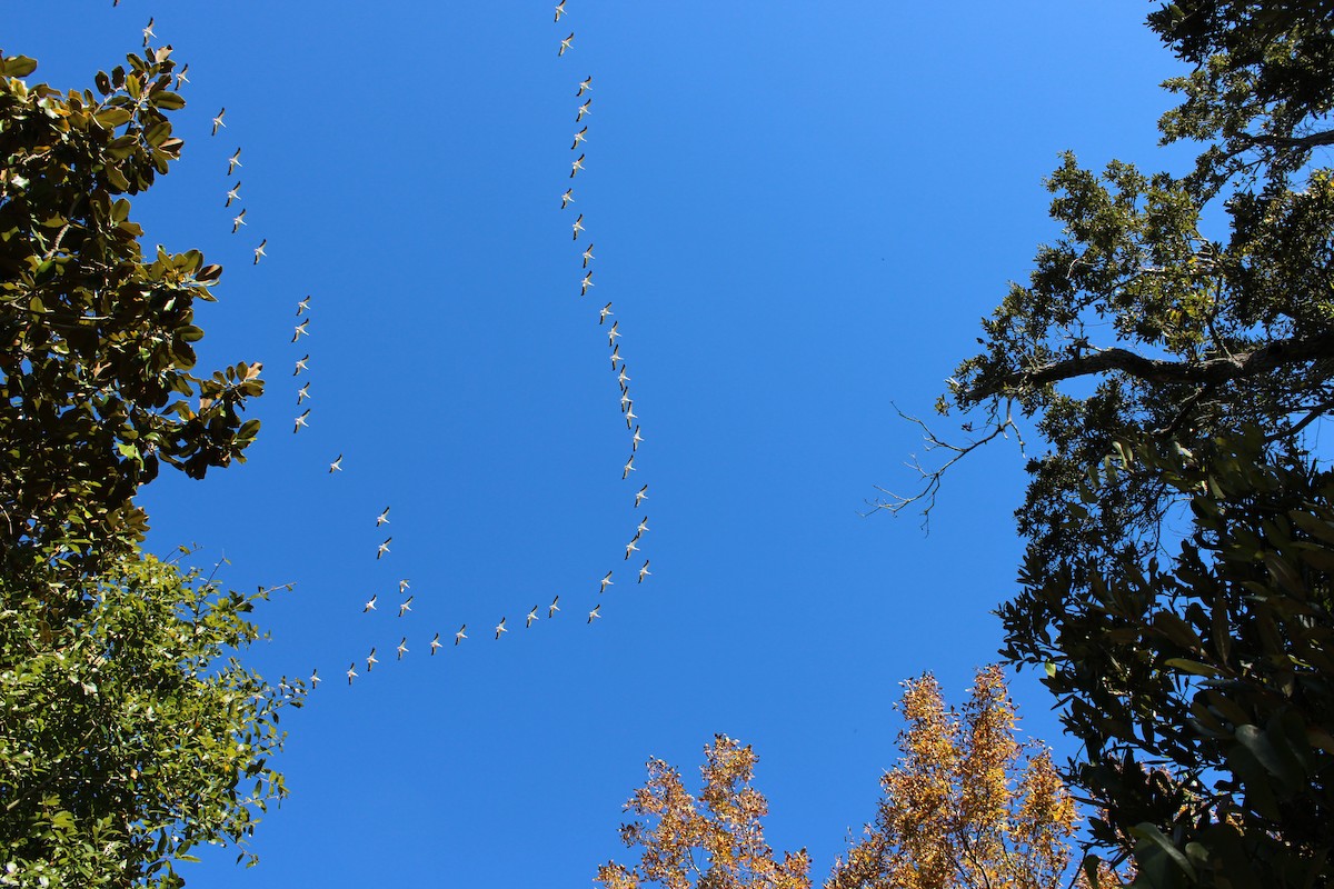 American White Pelican - ML647270641