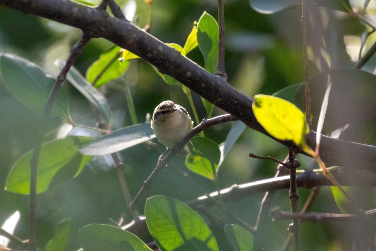 Yellow-browed Warbler - ML647270642