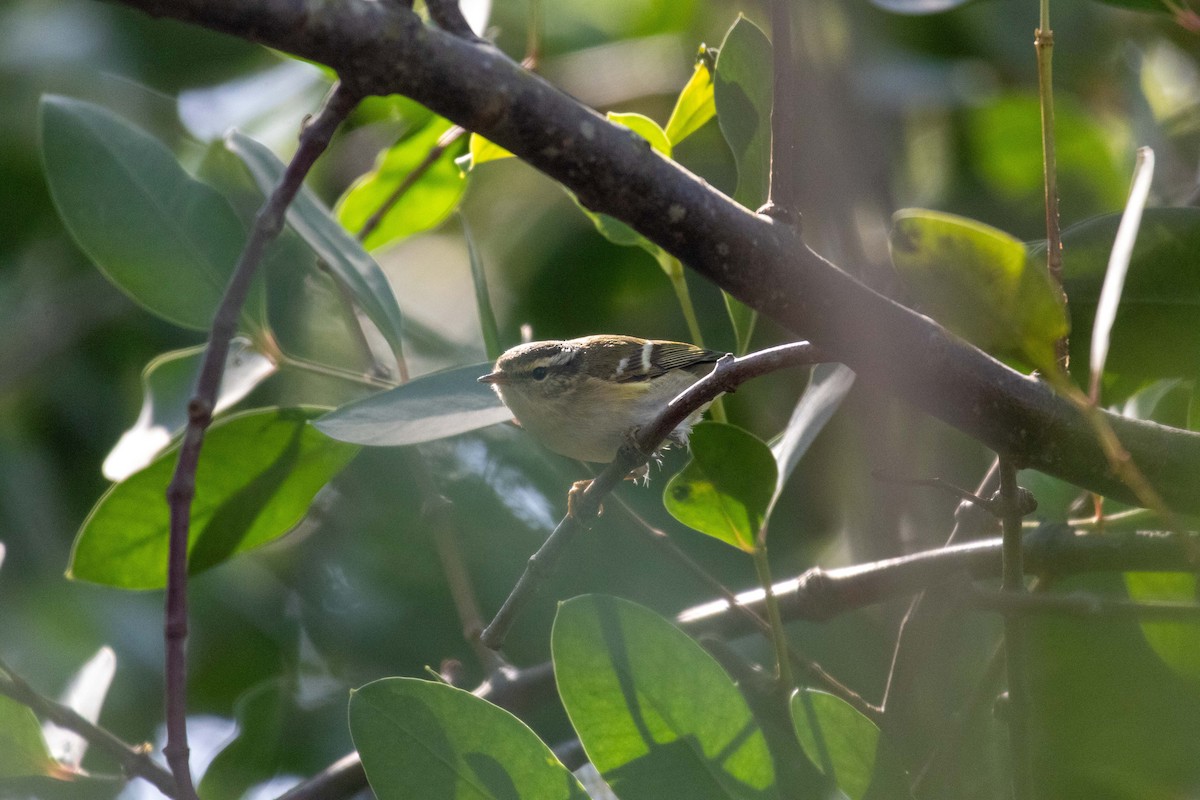 Yellow-browed Warbler - ML647270643