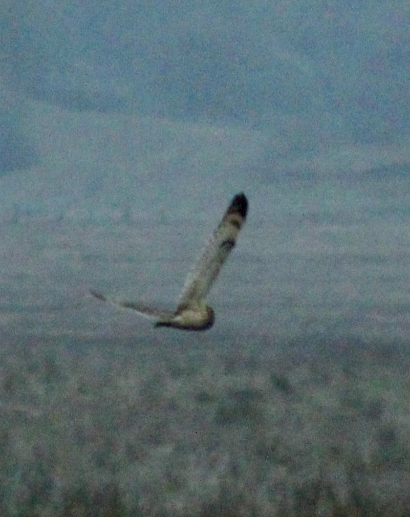 Zingira-hontza - ML647270644