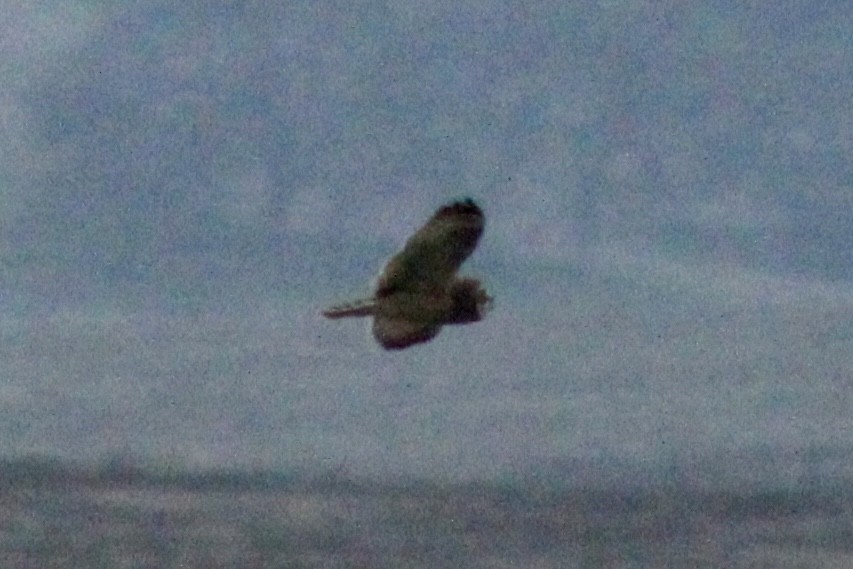 Zingira-hontza - ML647270645