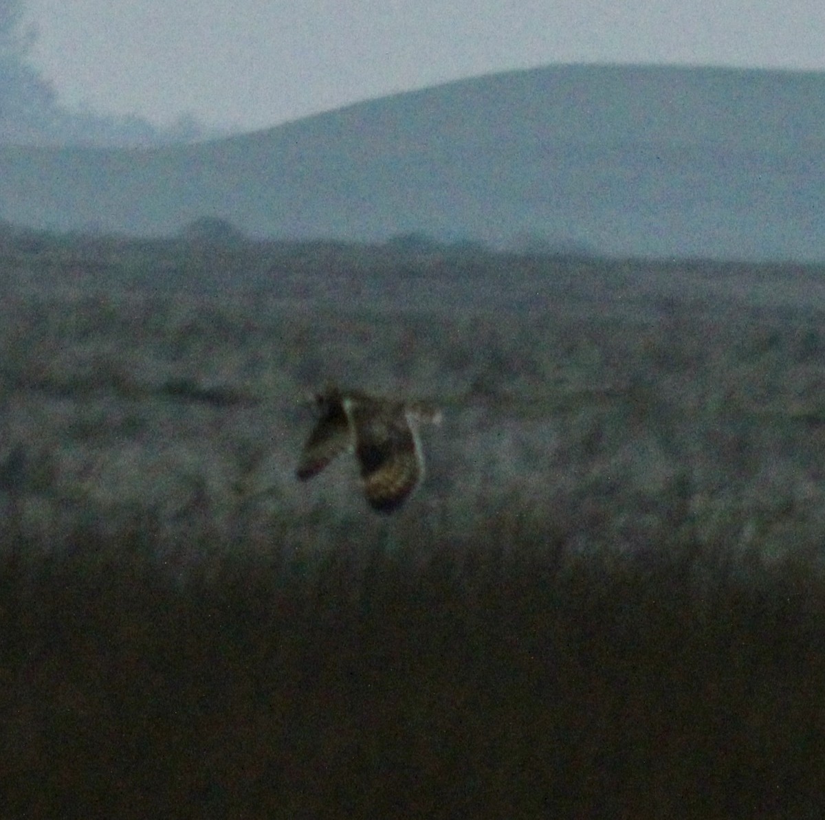 Zingira-hontza - ML647270646