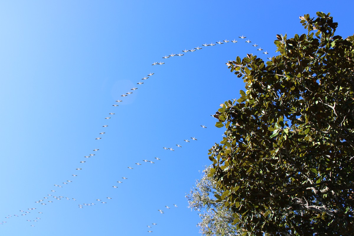 American White Pelican - ML647270654
