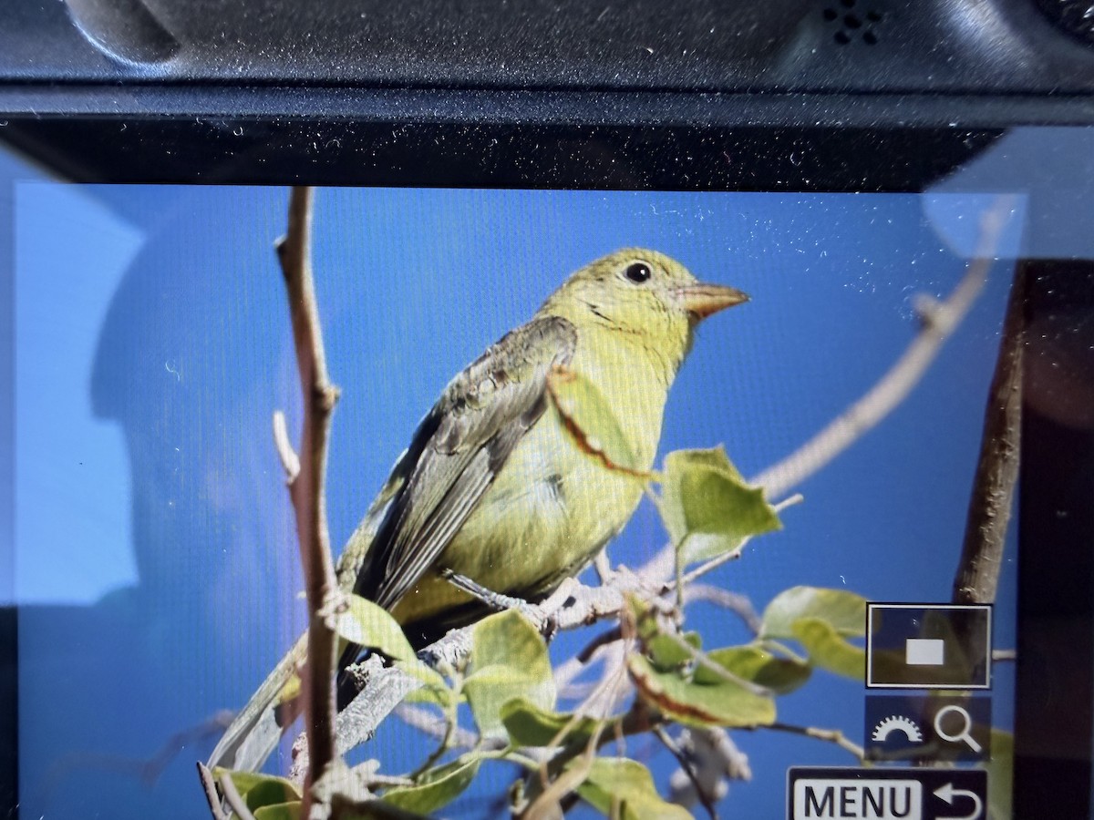 Scarlet Tanager - ML647270656