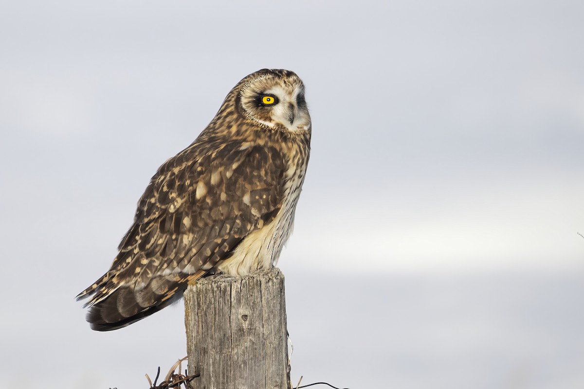 Zingira-hontza - ML647270659