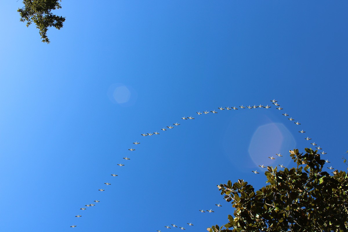 American White Pelican - ML647270661