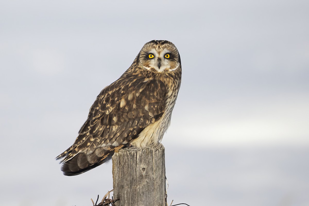 Zingira-hontza - ML647270665