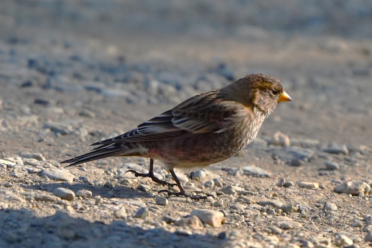 Asian Rosy-Finch - ML647270674