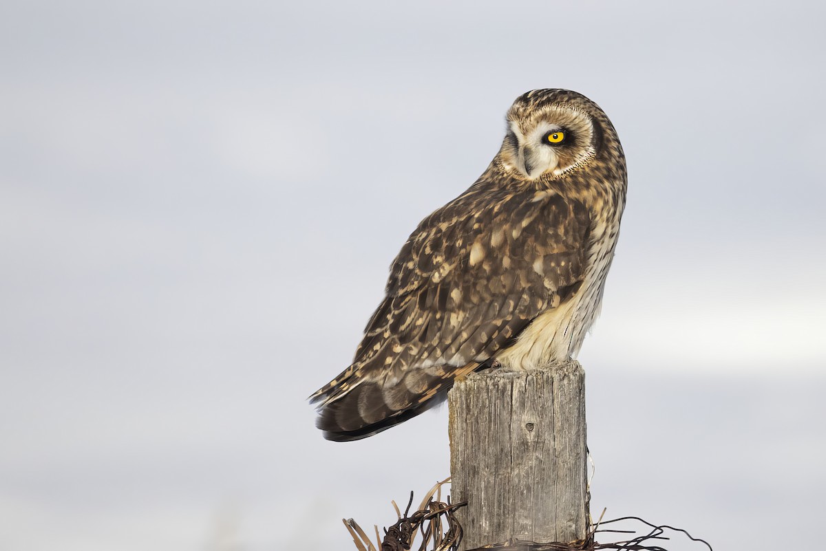 Zingira-hontza - ML647270675