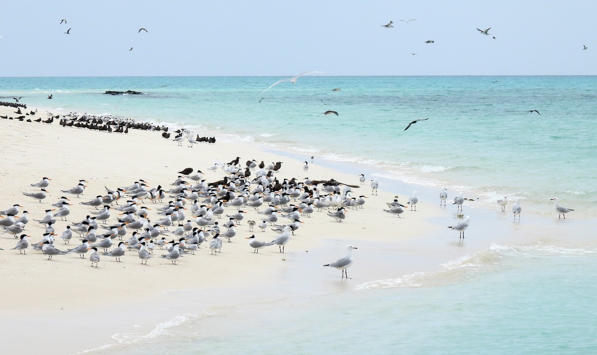 Bengalako txenada - ML647270679