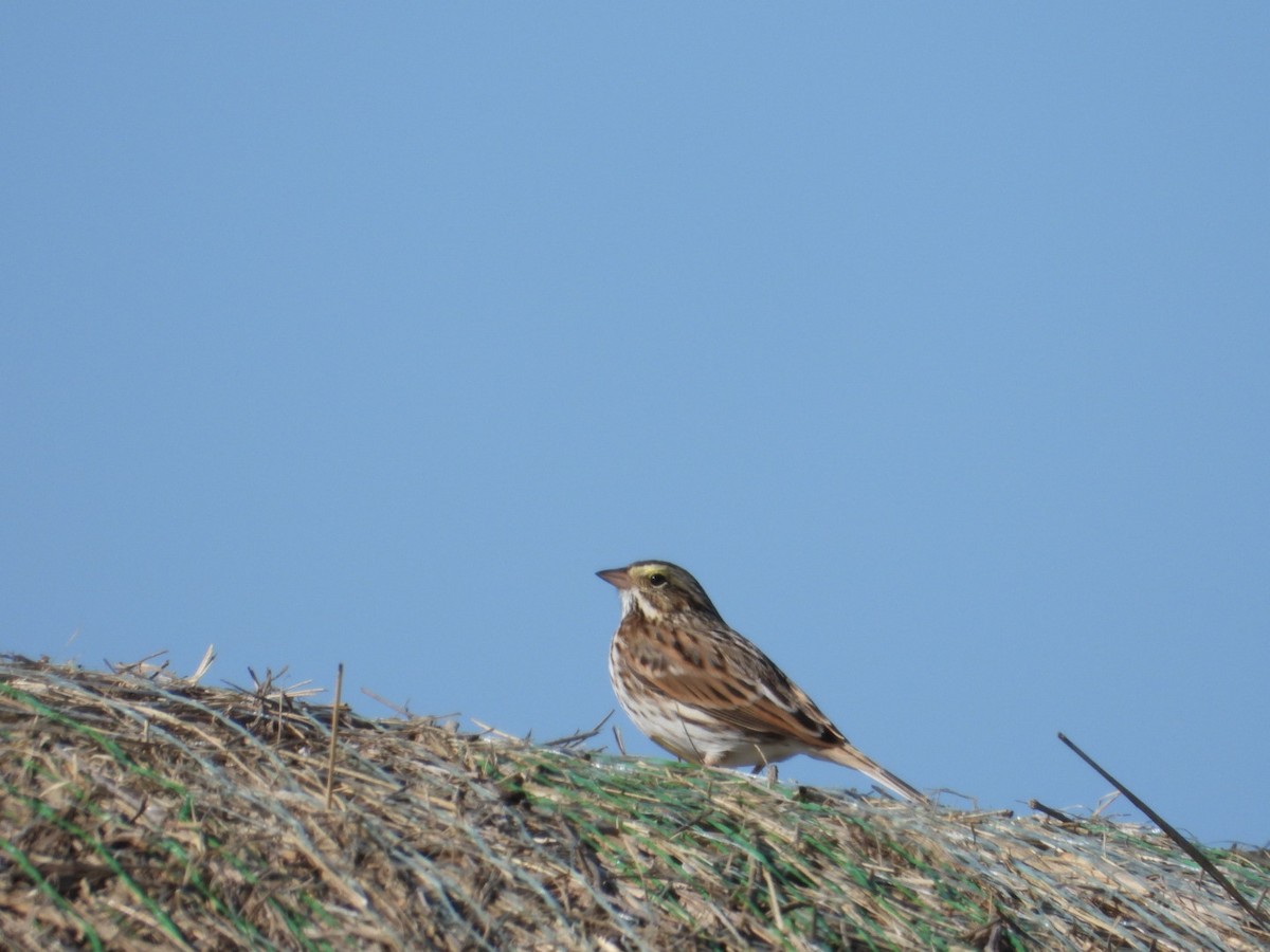 Пасовник савановий - ML647270683