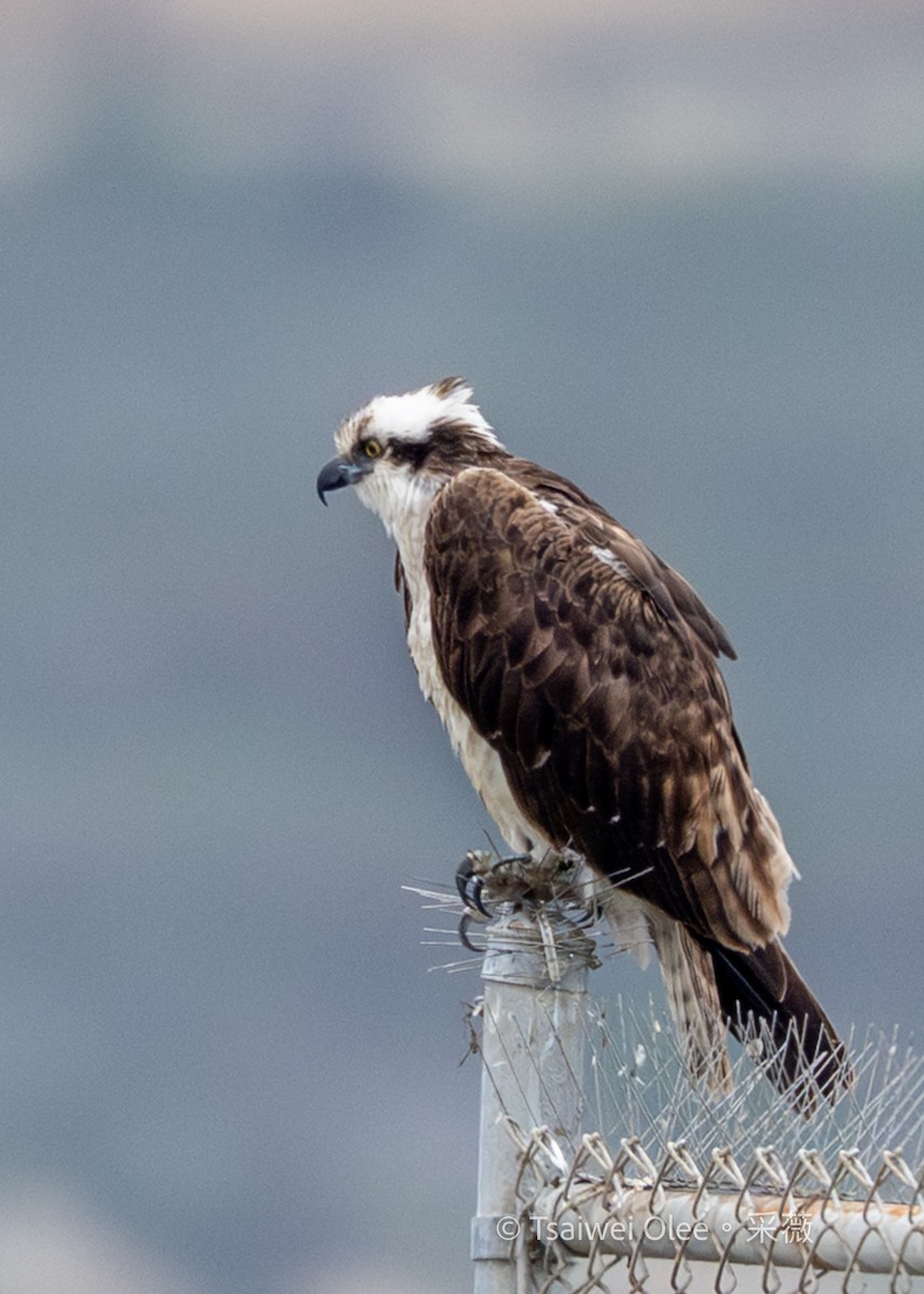 Arrano arrantzalea - ML647270692