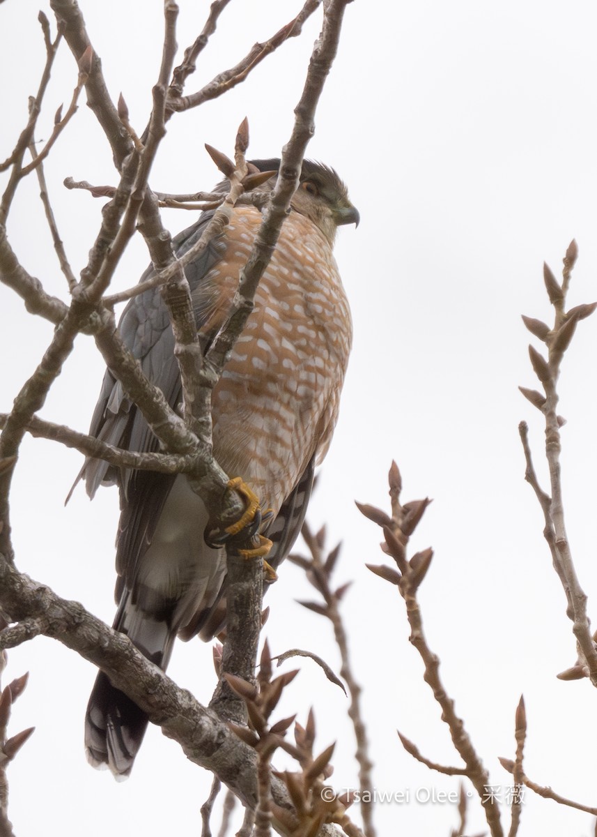 Cooper's Hawk - ML647270695