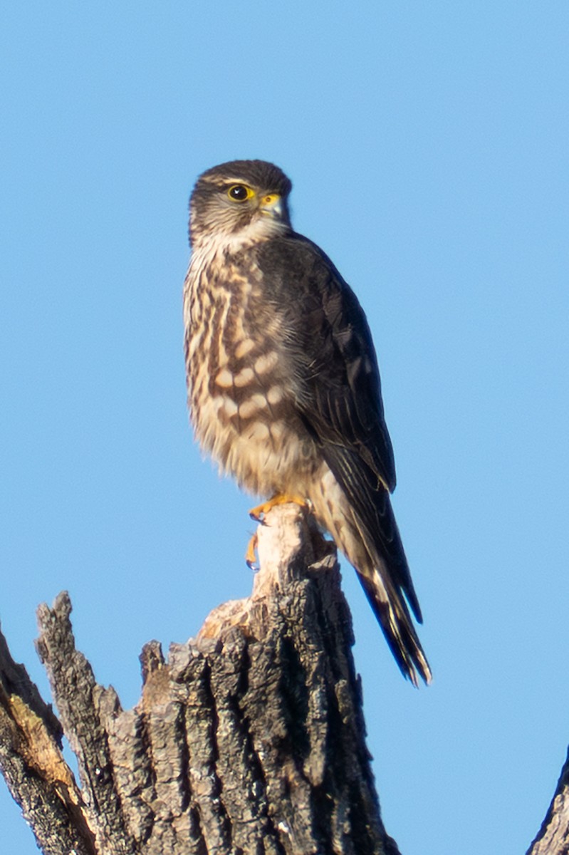 Merlin - ML647270702