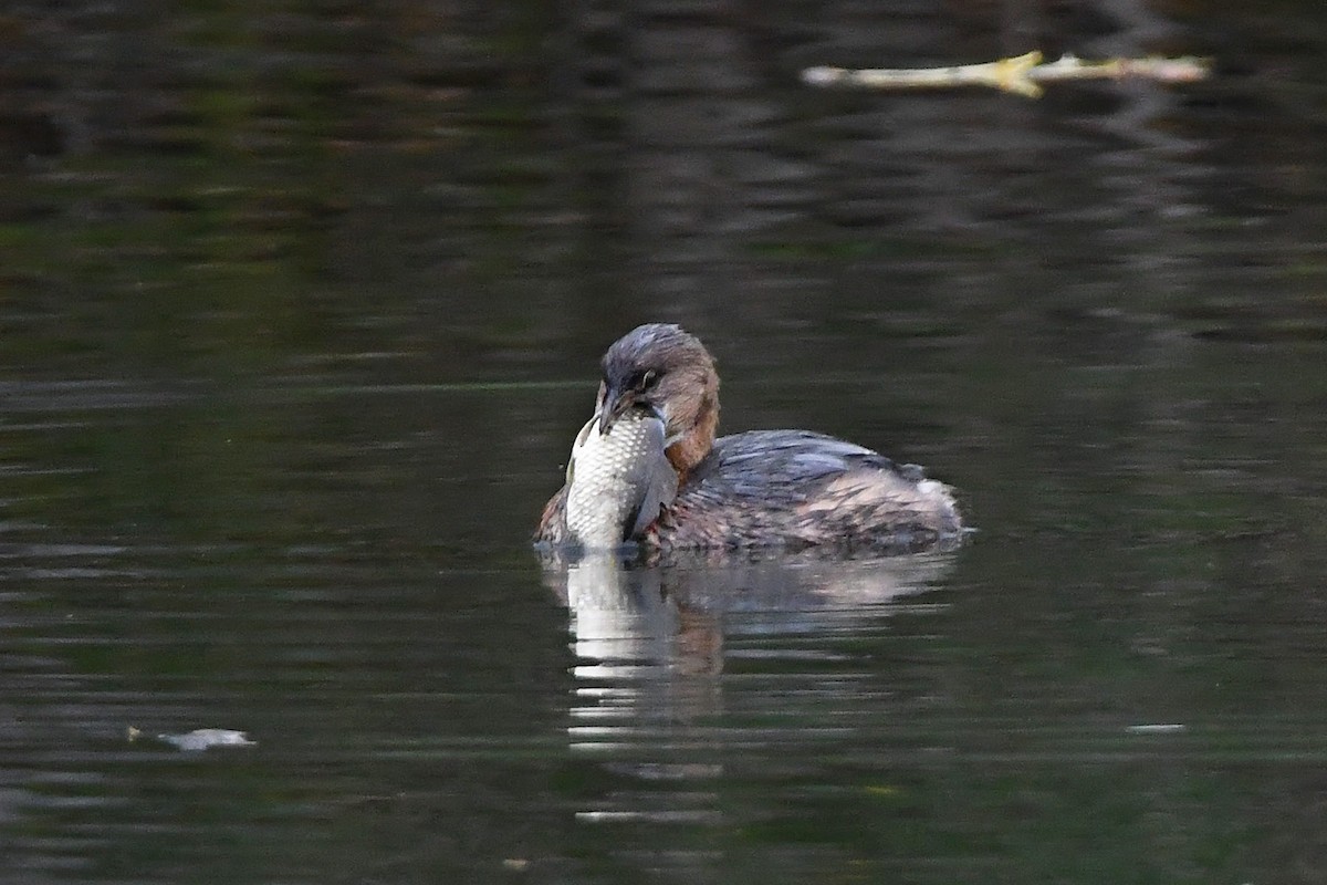 Pied-billed Grebe - ML647270711