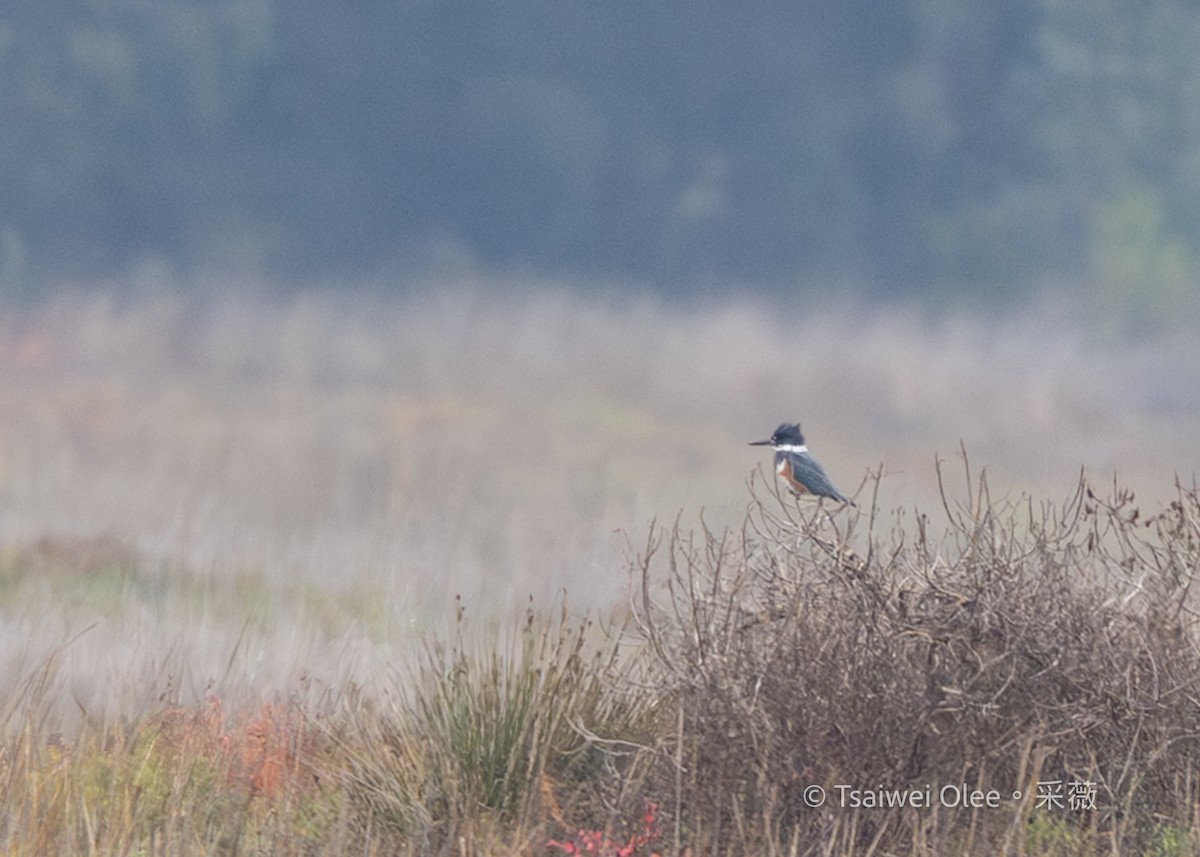 Martin handi iparramerikarra - ML647270716