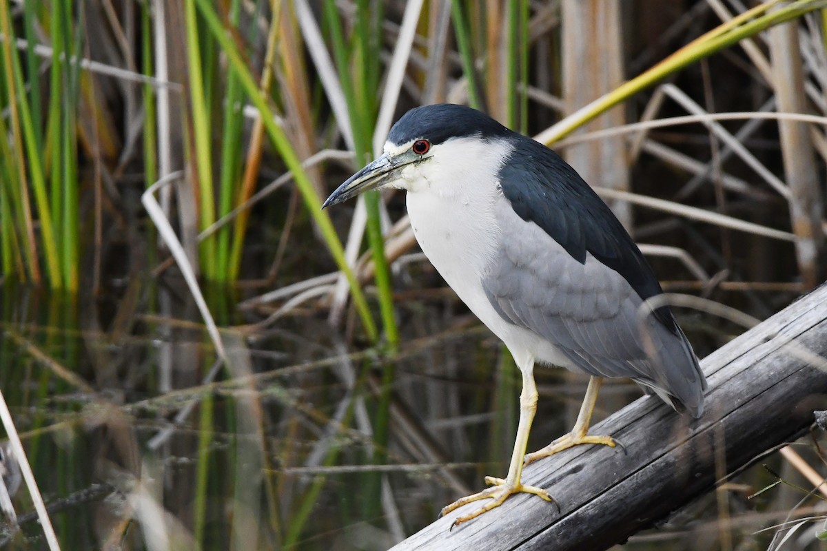 Black-crowned Night Heron - ML647270717