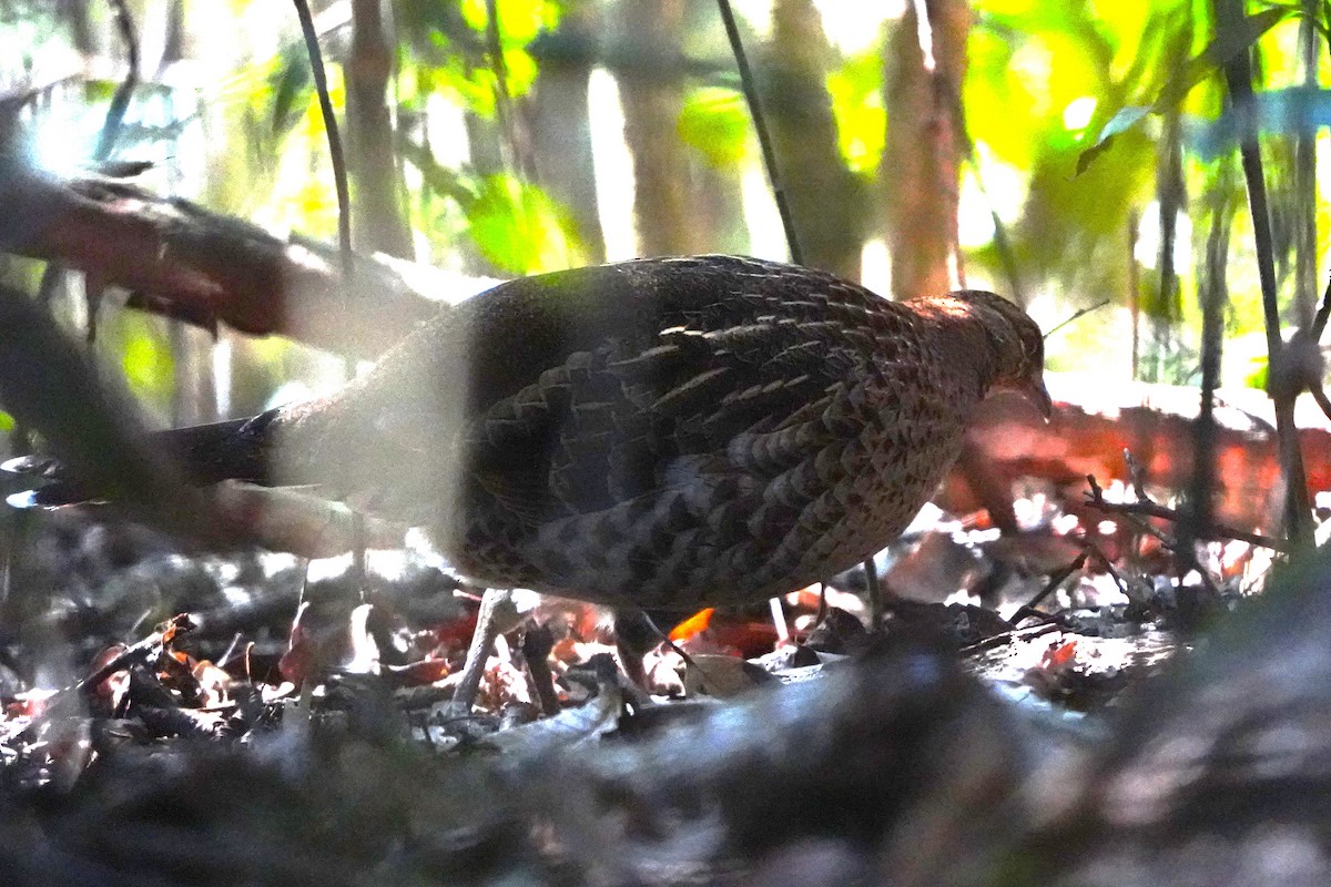 Copper Pheasant - ML647270723