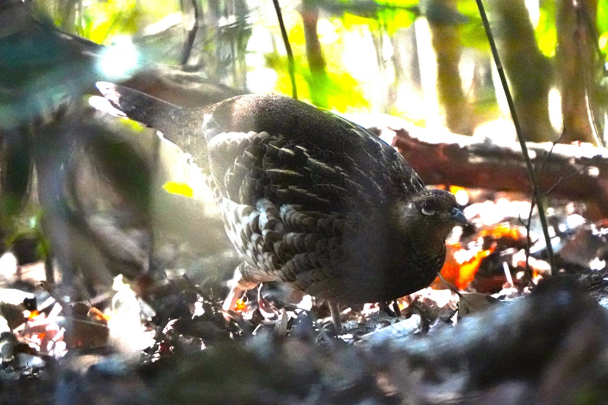 Copper Pheasant - ML647270724