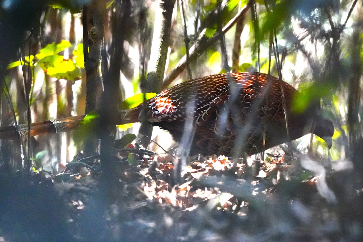 Copper Pheasant - ML647270725