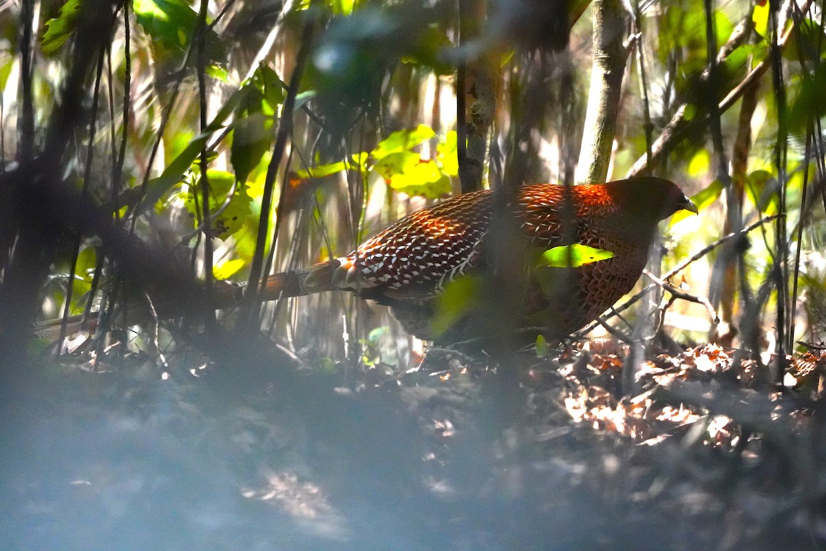 Copper Pheasant - ML647270726