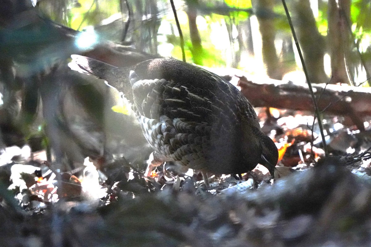 Copper Pheasant - ML647270727