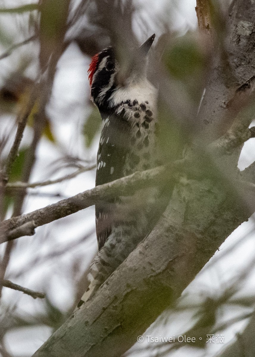 Nuttall's Woodpecker - ML647270729
