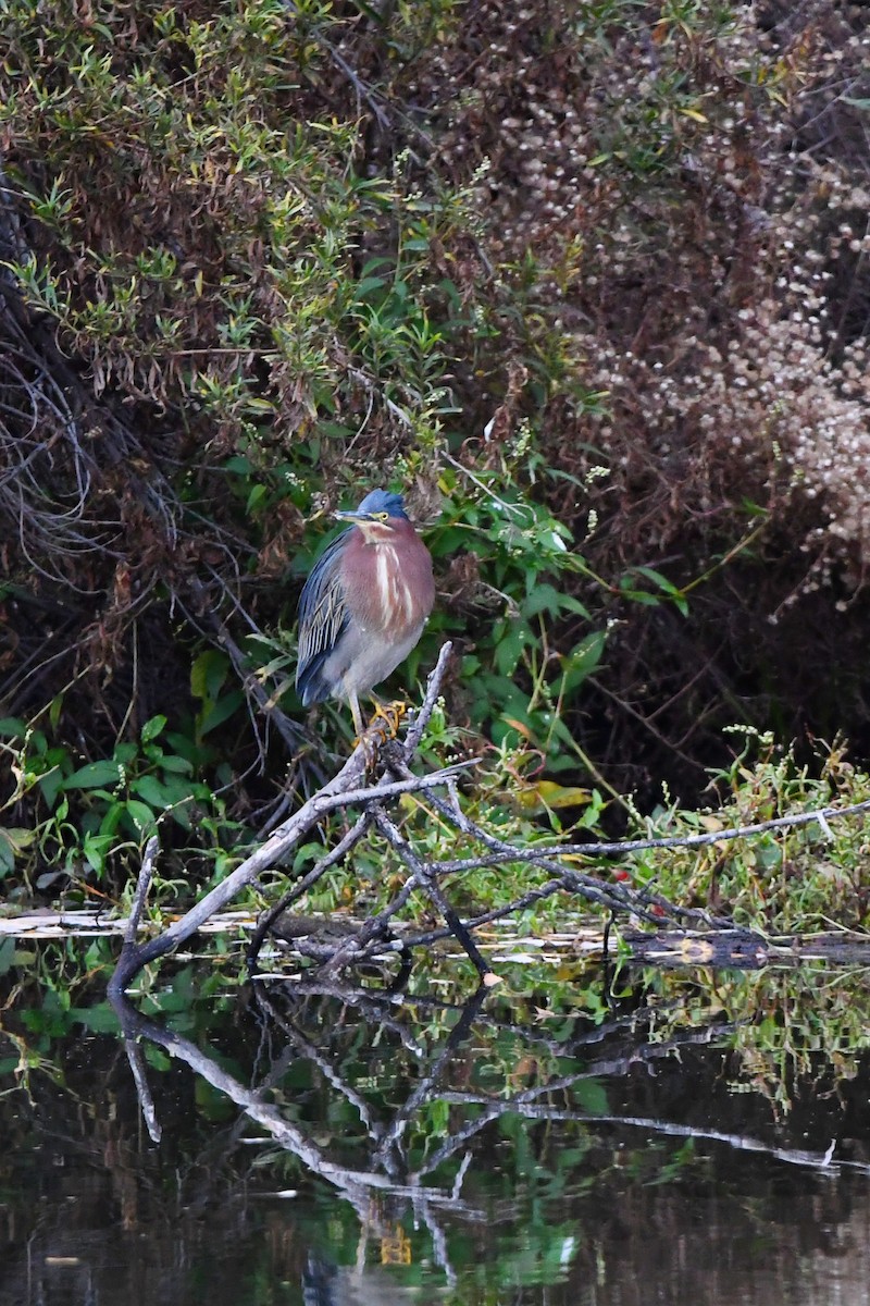Green Heron - ML647270730