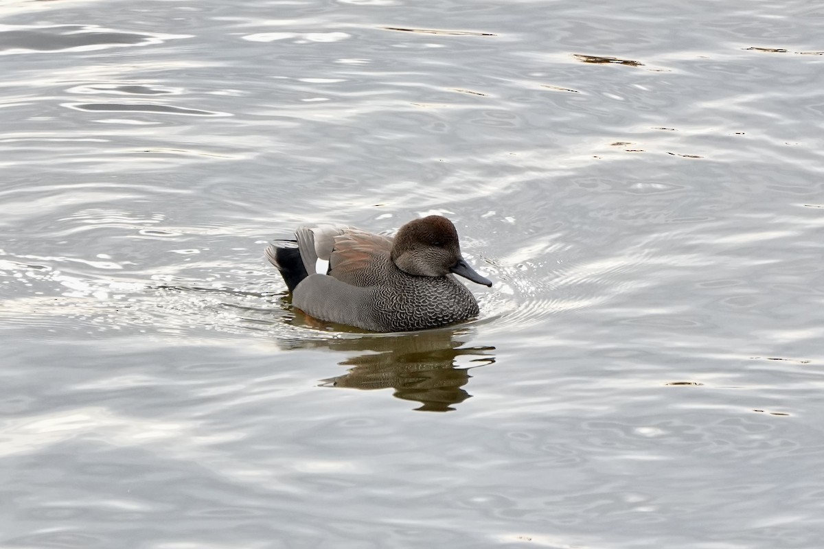 Boz Ördek - ML647270731