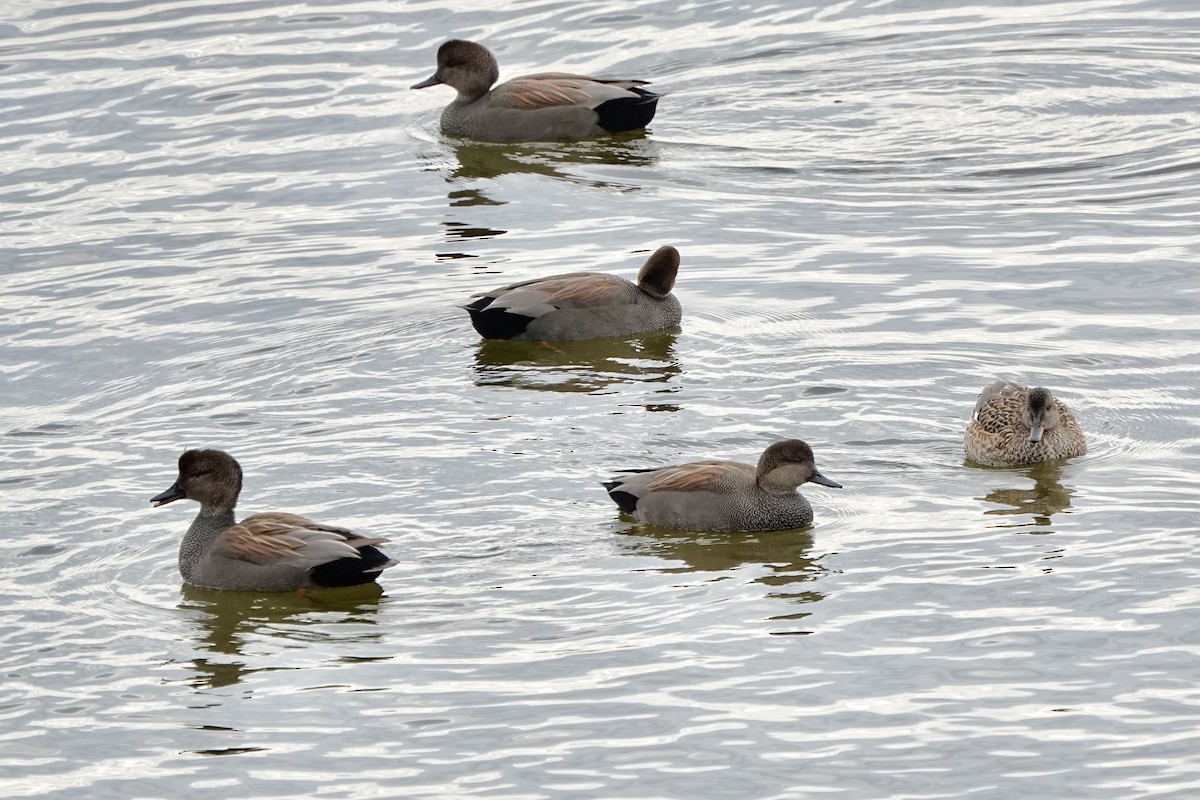 Boz Ördek - ML647270733