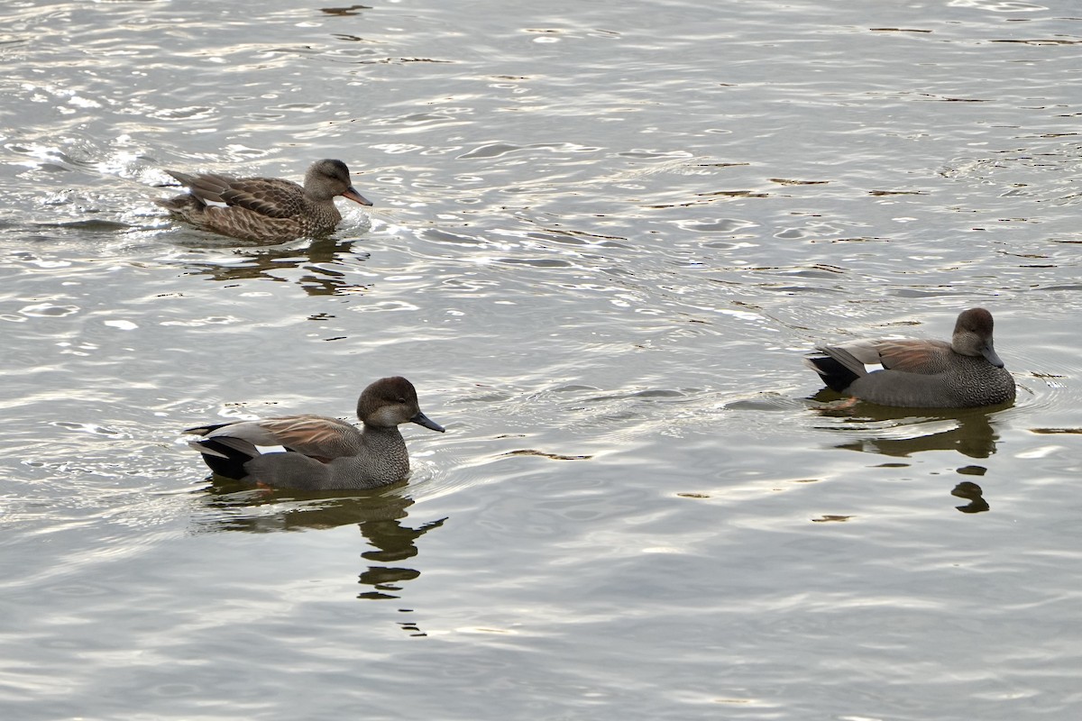 Boz Ördek - ML647270734