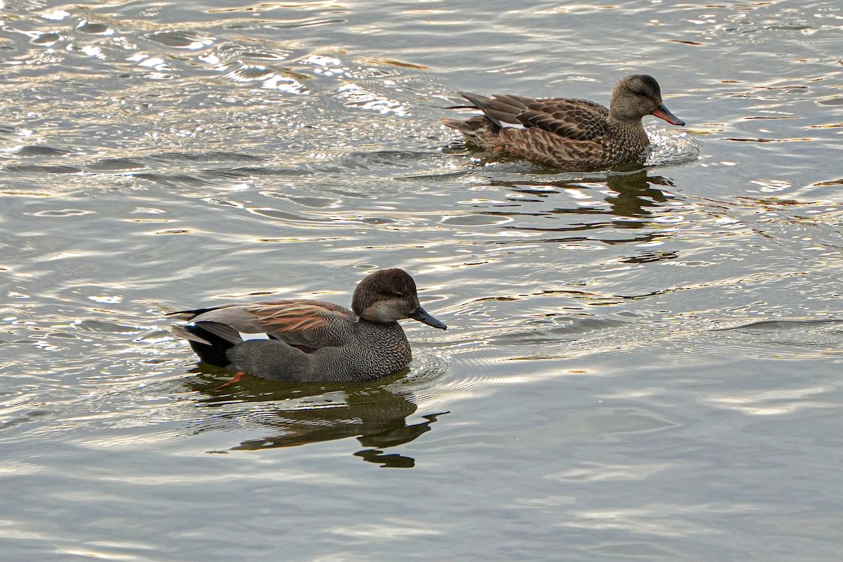 Boz Ördek - ML647270735