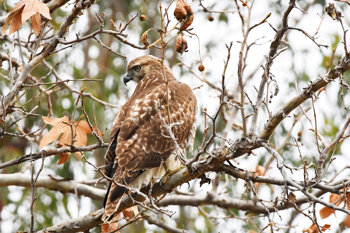 Red-tailed Hawk - ML647270740