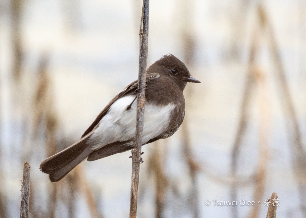 Black Phoebe - ML647270744