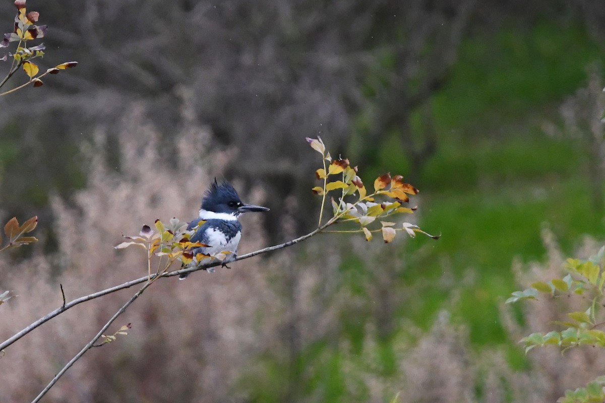 Belted Kingfisher - ML647270745
