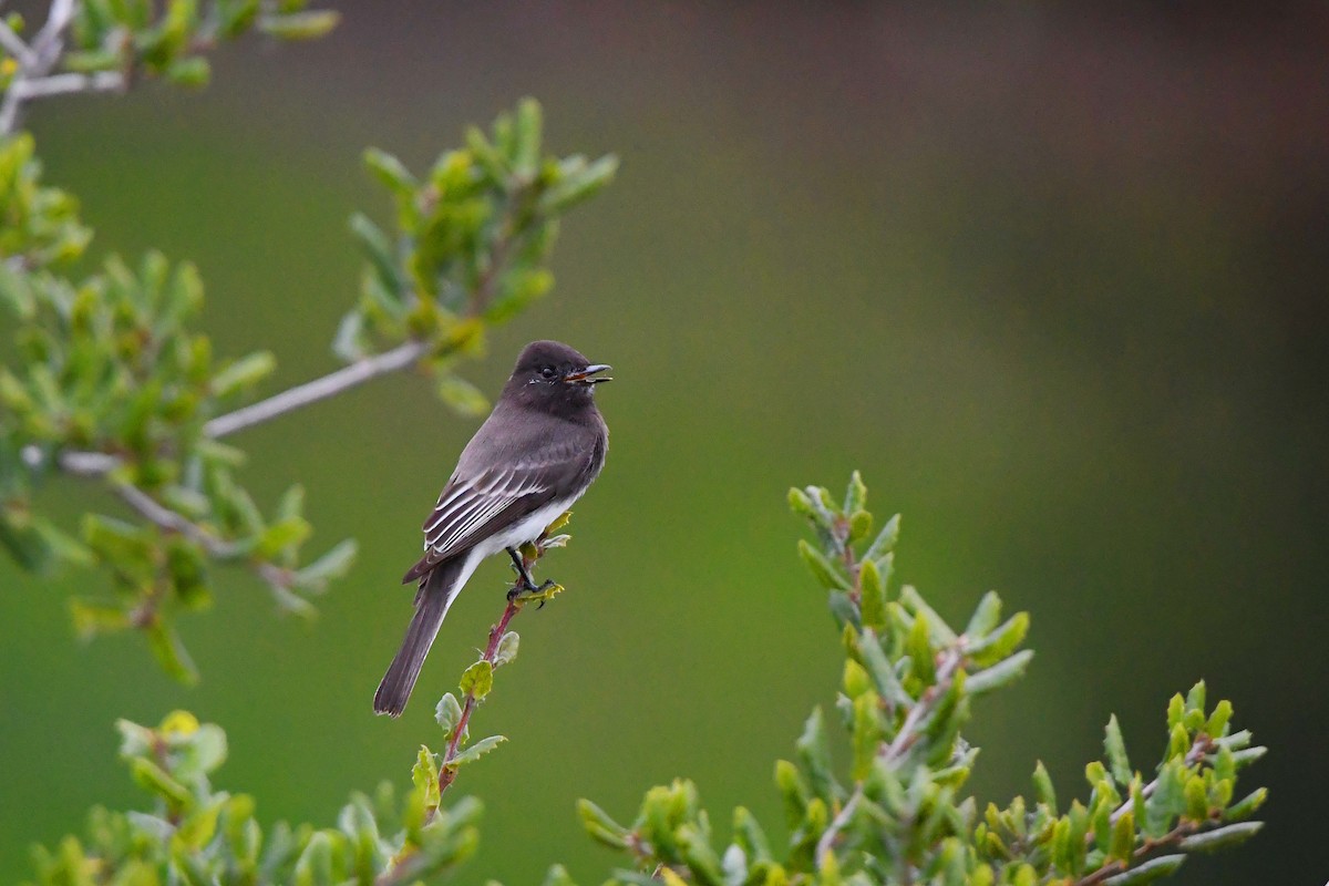 Black Phoebe - ML647270747