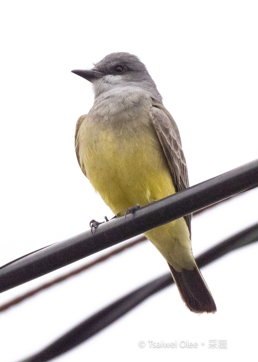 Cassin's Kingbird - ML647270748