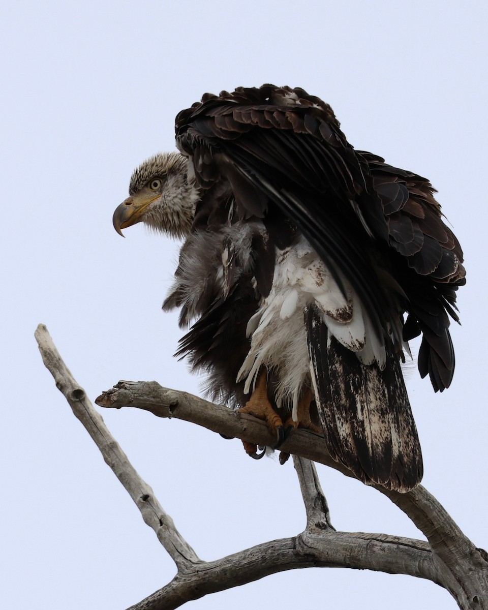 Bald Eagle - ML647270749