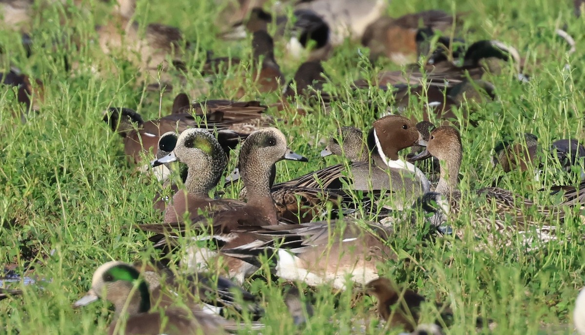 hvízdák americký - ML647270750