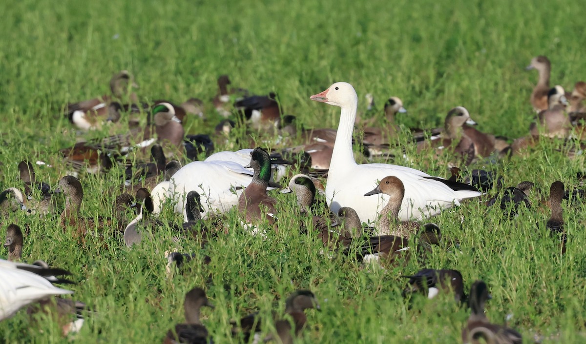 hvízdák americký - ML647270751