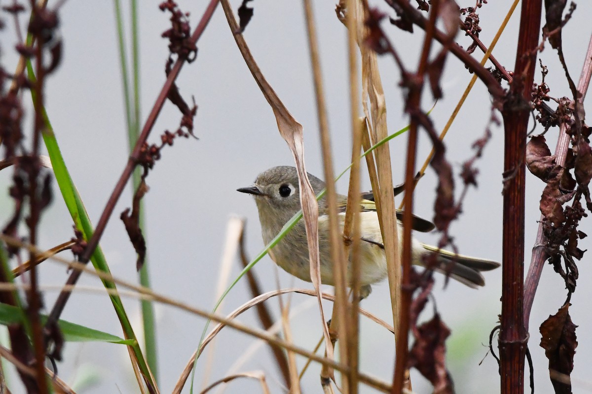 Ruby-crowned Kinglet - ML647270752