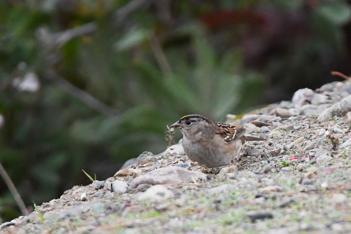 Golden-crowned Sparrow - ML647270758