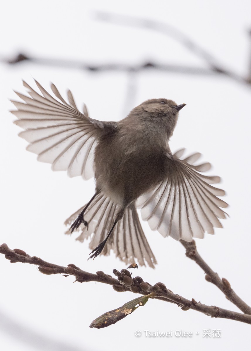 Buztanluze amerikarra - ML647270759