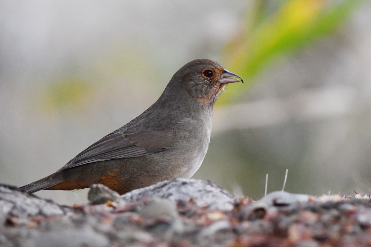 California Towhee - ML647270760
