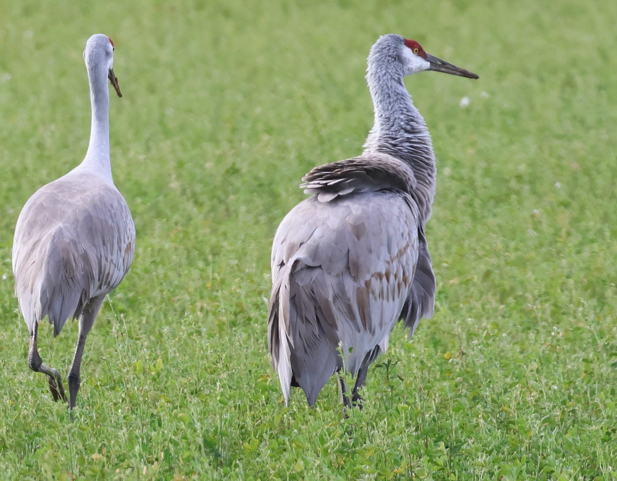 Grulla Canadiense - ML647270761